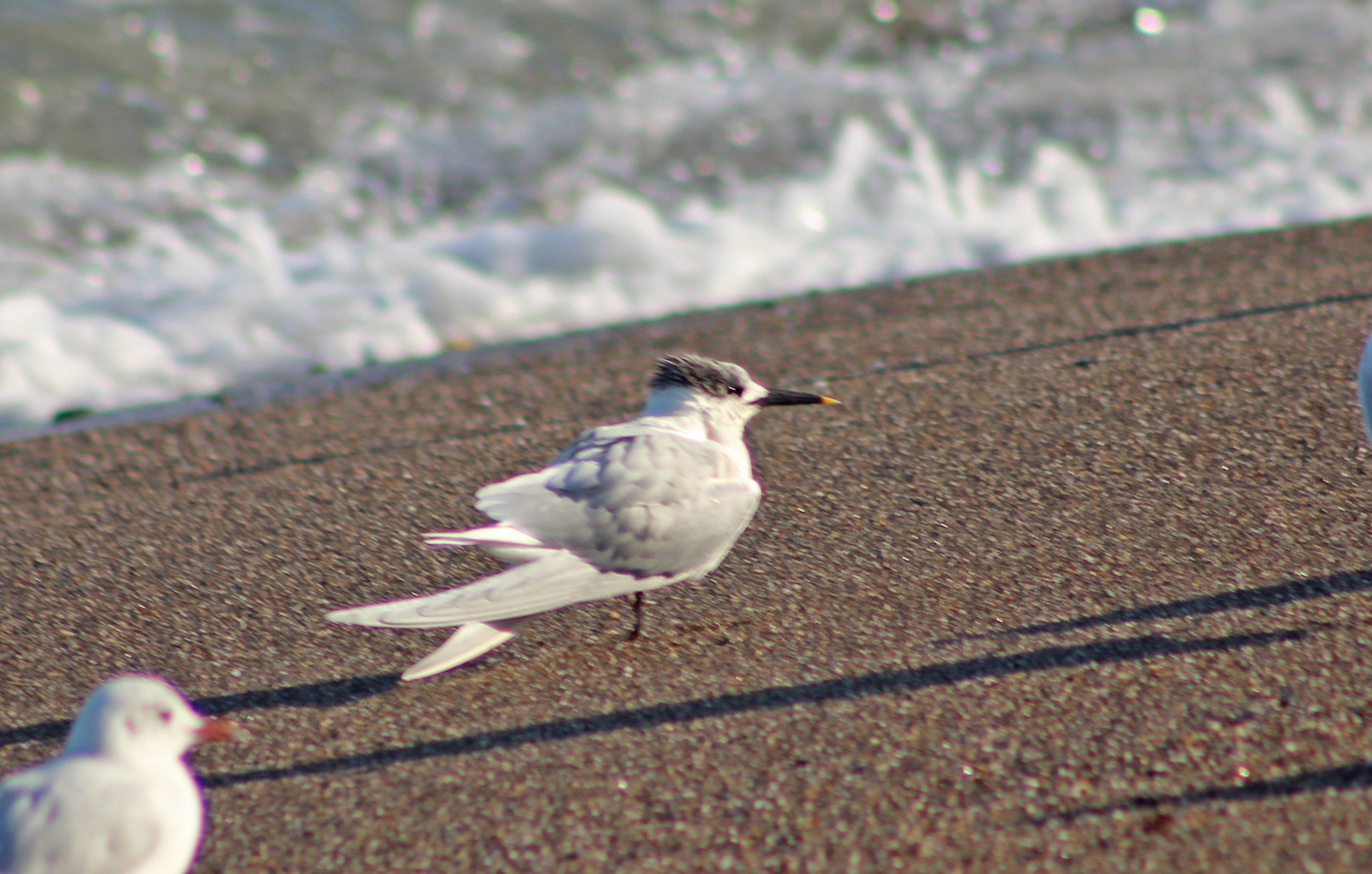 Sandwich Tern